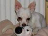Chihuahua | Bob [ Himmelhund]