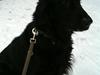 Flat coated retriever Ladytown (Lady) [ Himmelhund]