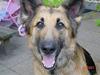 Schæferhund * Mille * R.I.P [ Himmelhund]