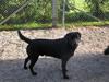 Labrador retriever Oscar (Anjo)