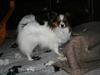 Papillon barima