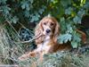 Cocker spaniel Freja