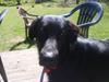 Flat coated retriever Walde (Farmors) [ Himmelhund]