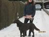 Flat coated retriever Holger (Farmors)