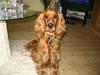 Cocker spaniel Pelé