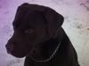 Labrador retriever Basse