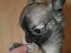 Chihuahua Bim Bim (Lulu (2010-2011) [ Himmelhund]