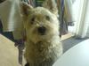 West highland white terrier Ronja (Solo)  R.I.P [ Himmelhund]