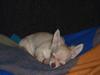 Chihuahua o~~ Diva ~~o