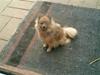 Pomeranian Flopper [ Himmelhund]