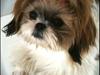 Shih tzu Karla
