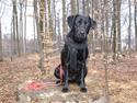 Labrador retriever Sally
