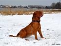 Dogue de bordeaux Velvet de tatouage