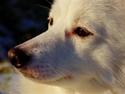Japansk spids Grazy Daisy - R.I.P. :'( <3