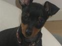 Dvaergpinscher Vedhauge Nicholaj