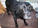 Labrador retriever Felix