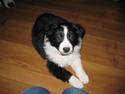 Border collie Laika