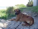 Rhodesian ridgeback Don Bonito von Ankor