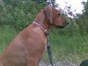 Rhodesian ridgeback Diamond