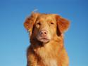 Nova scotia duck tolling retriever Laika
