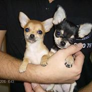 Chihuahua Bella & Gizmo