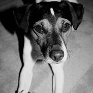 Blanding af racer Max