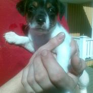 Blanding af racer Max