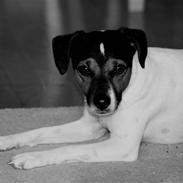 Blanding af racer Max