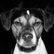 Blanding af racer Max