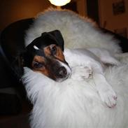 Blanding af racer Max