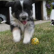 Blanding af racer Castro