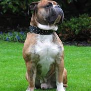 Olde english bulldogge Ostergaard's Anton