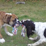 Olde english bulldogge Ostergaard's Anton