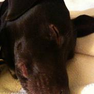 Blanding af racer daim