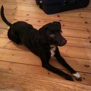 Blanding af racer daim