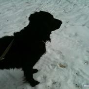 Flat coated retriever Ladytown (Lady)