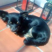 Chihuahua Sille