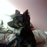 Chihuahua Sille