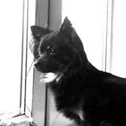 Chihuahua Sille