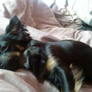 Chihuahua Sille