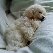 Bichon à poil frisé Choice