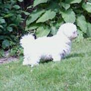 Bichon à poil frisé Choice