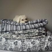 Bichon à poil frisé Choice