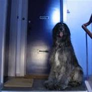 Afghansk mynde Azzurros Vickynodoubt