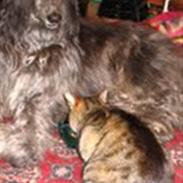 Afghansk mynde Azzurros Vickynodoubt