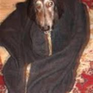 Afghansk mynde Azzurros Vickynodoubt