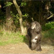 Afghansk mynde Azzurros Vickynodoubt