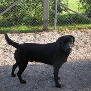 Labrador retriever Oscar (Anjo)
