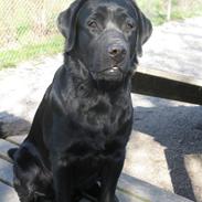 Labrador retriever Oscar (Anjo)