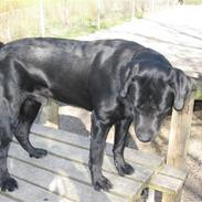 Labrador retriever Oscar (Anjo)
